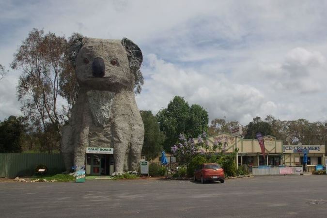 The Giant Koala